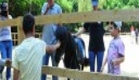 Engellilere atla terapi desteği