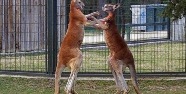 Kanguruların 'boks maçı' kameralara yansıdı