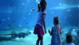 İstanbul Akvaryum’dan Çocuklara Bayram hediyesi