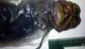 'Uzaylı' cesedini 2 yıl dolapta sakladı