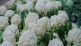 Sindirimi kolaylaştıran yiyecekler