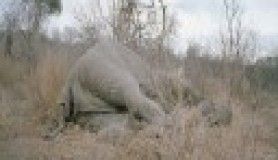 Açlıktan Fil Yediler (+18)