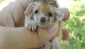 Sevimli kirpi yavrusu