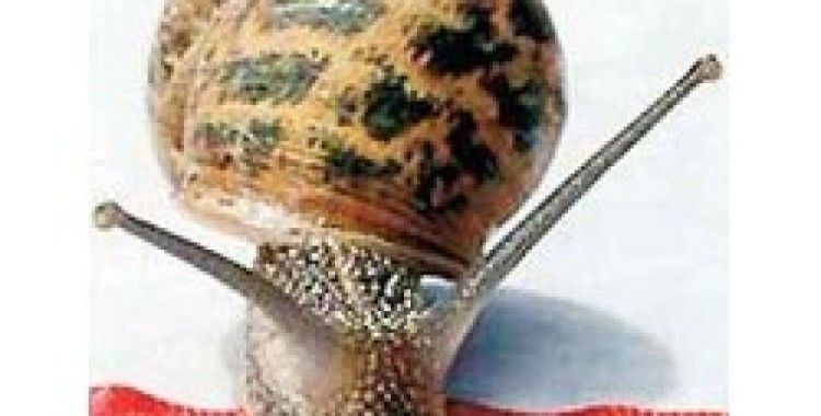 Dünyanın En Hızlı Salyangozu Heikka