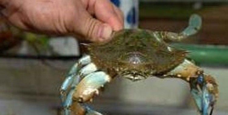 Keşfedilmemiş Tat;Mavi Yengeç