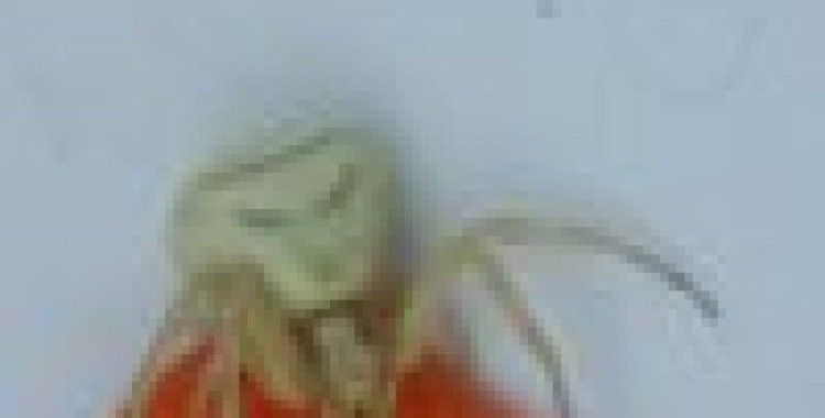 İnsan yüzlü örümcek şaşırttı
