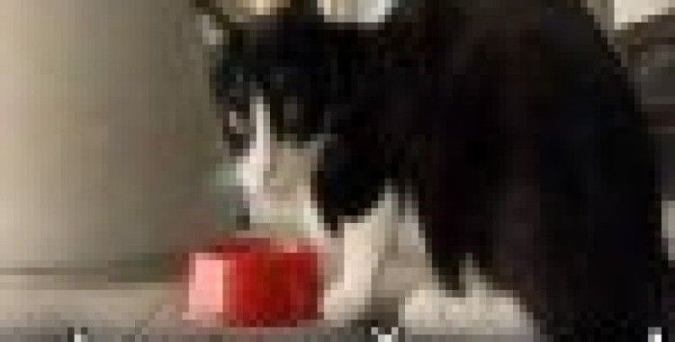 Kedi, polisi hastanelik etti