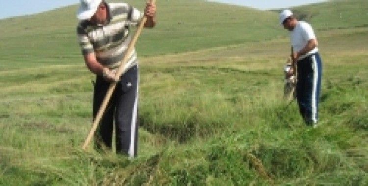 Ardahan'da hasat dönemi verimli geçti