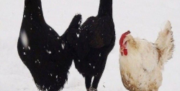 Bu tavuklar çorap giyiyor