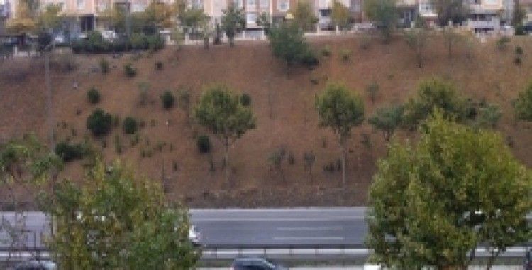 Otoyol kenarları renkleniyor
