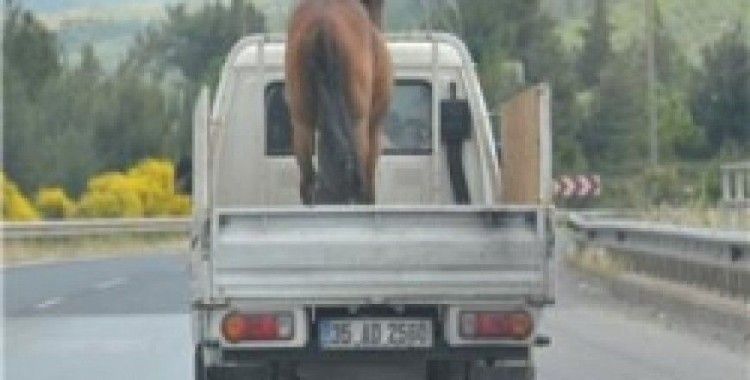 Kamyonet üzerindeki at şaşırttı