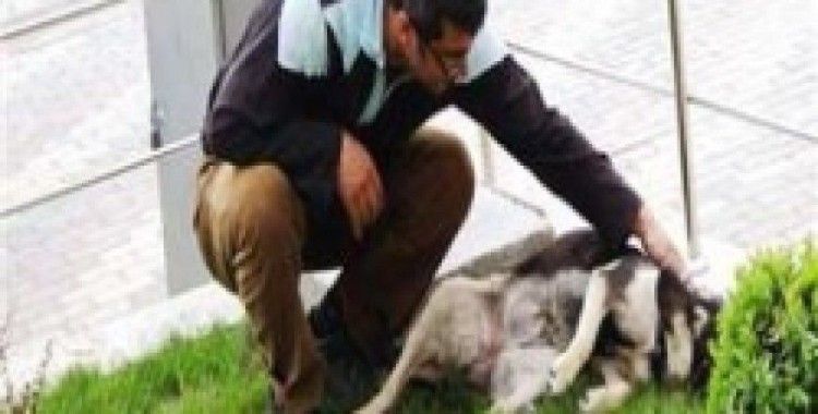 Sokak köpekleri öldürülüyor mu?