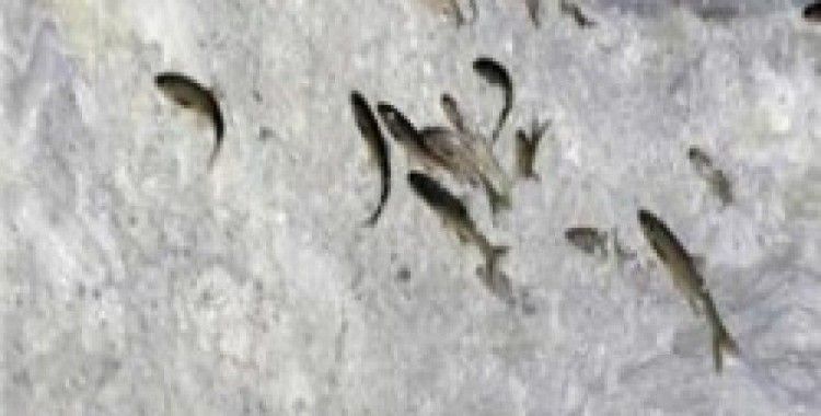 İnci Kefali göçü başladı