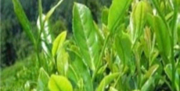 Çay alım fiyatı açıklandı