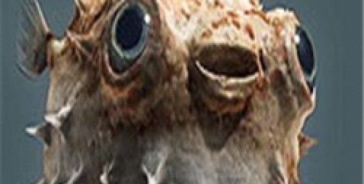 Japon mutfağının tehlikeli lezzetleri