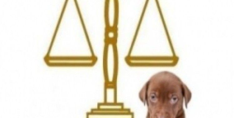 Hayvanları Koruma Kanunu değişiyor