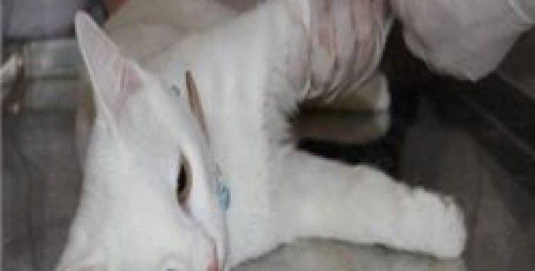 Deprem onların da psikolojisini bozdu