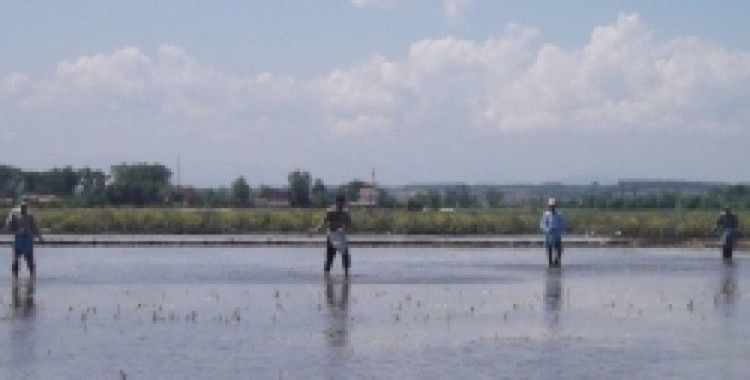 Bafra Ovası'nda 100 bin dekar alanda pirinç ekildi