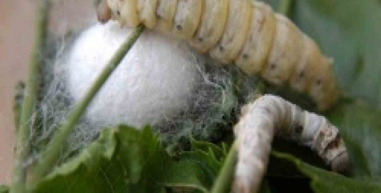 Kulp, ipek böcekçiliği üretiminde Türkiye’de birinci