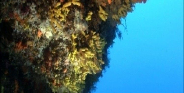 Çandarlı'nın sualtı güzellikleri büyüledi