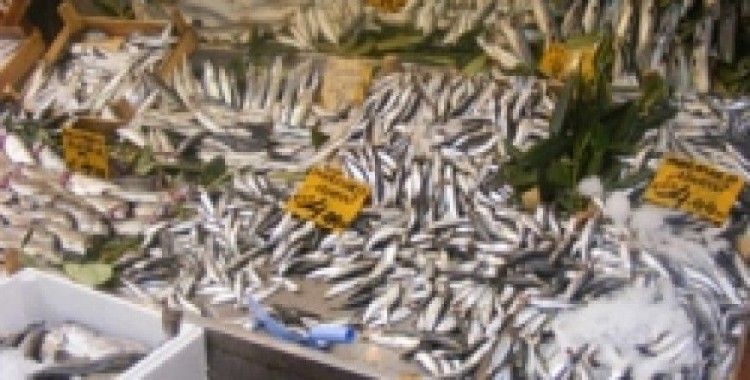 STG, Sırbistan a Türk balıklarını sevdirecek