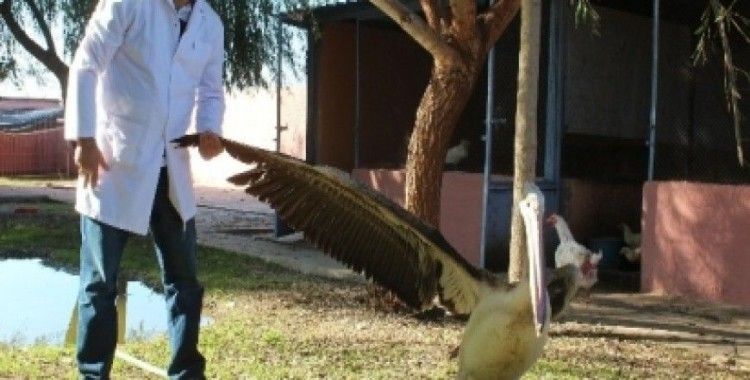 Gözünde katarakt olan pelikana belediye sahip çıktı