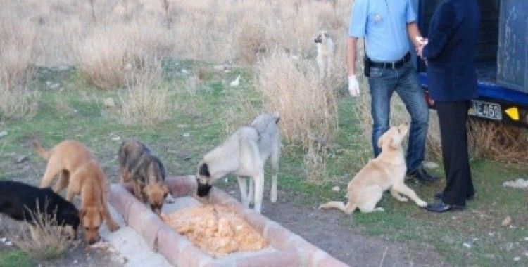 Isparta'da aç kalan köpeklerin birbirini yediği iddialarına yalanlama