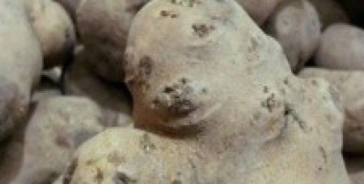 İnsan ve hayvan şekillerine benzeyen patatesler şaşırttı