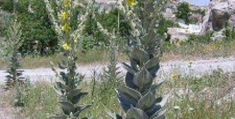 Endemik Sığır Kuyruğu bitkisi koruma altına alındı