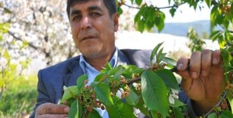 Bursa'da meyve ağaçlarını don vurdu