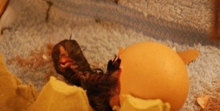 Evde kuluçka sistemi kuran genç, yumurtalardan civciv çıkarttı