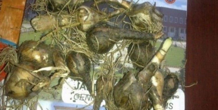 Balıkesir'de nesli tehlikede olan bitkiyi toplayan şahsa 35 bin lira ceza