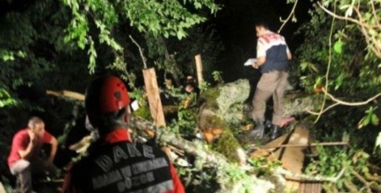Traktörün üzerine kayın ağacı devrildi, 6 ölü, 15 yaralı