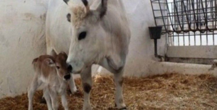 Kolon inek Nilüfer ikinci kez anne oldu