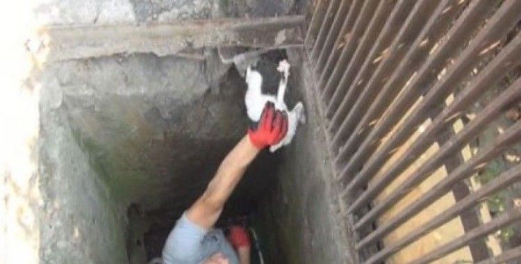 Kanalizasyona düşen yavru kedi vidanjörle kurtarıldı