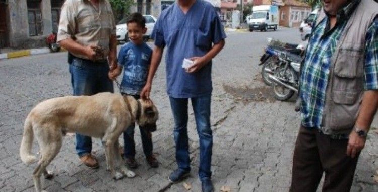 Bayramiç'te köpeklere kuduz aşısı