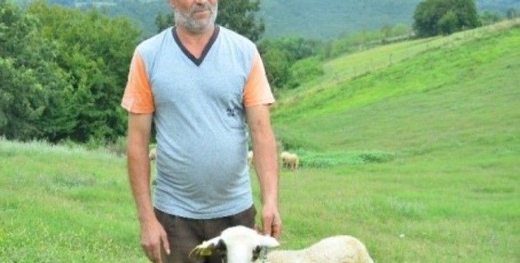 (özel haber) kocaeli'de kurban bayramı öncesinde hayvan üreticileri şokta
