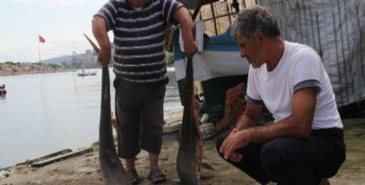 Giresun'da balıkçı ağlarına köpek balığı takıldı