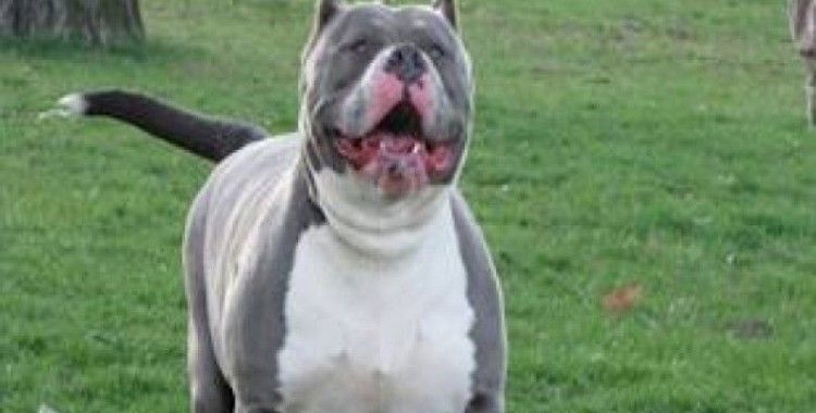 Pitbull köpeklerin bahis dövüşü polis baskınıyla son buldu