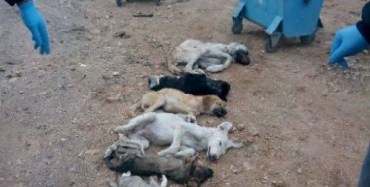 Hayvan barınağında 18 köpeğin öldürüldü iddiasının tarafları konuştu