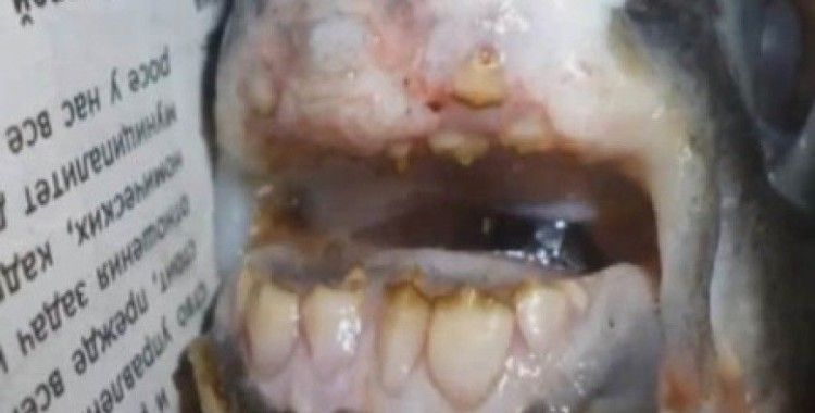 Rusya'da insan dişli balık yakalandı