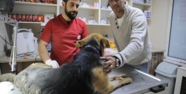Yaralı köpeğe dünya rekortmeni sahip çıktı