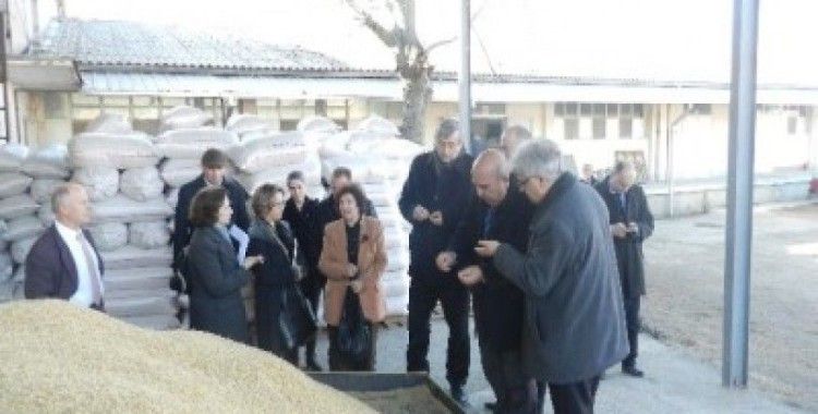 Makedonya pirinç kalitesi ve veriminin arttırılması projesi