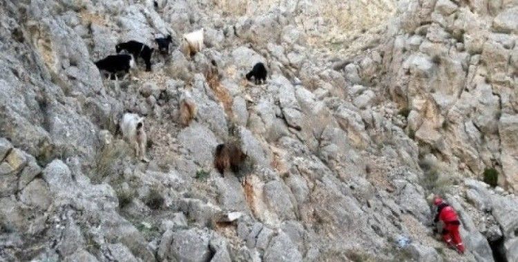 Sivas'ta keçi kurtarma operasyonu
