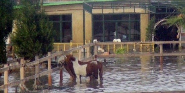 Manavgat'ta sel, hayvanları telef etti
