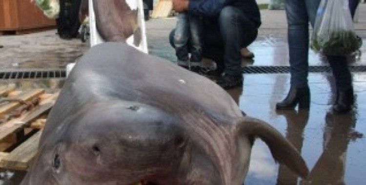 Bursa'da balıkçıların ağına 673 kiloluk jaws takıldı