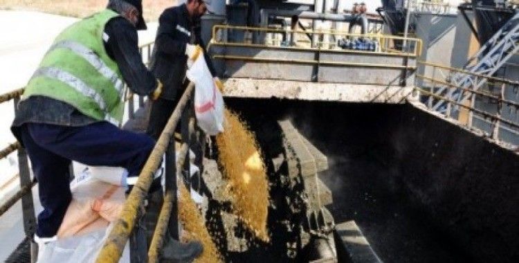 Ankara'da 2 ton bozulmuş mısır imha edildi
