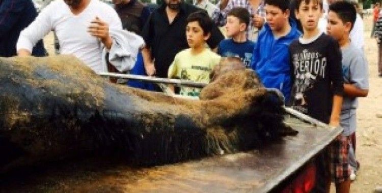 Cirit sahasında ölen at çocukları ağlattı
