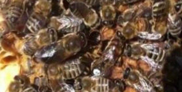 Eski AK Partili Başkan a arılar saldırdı