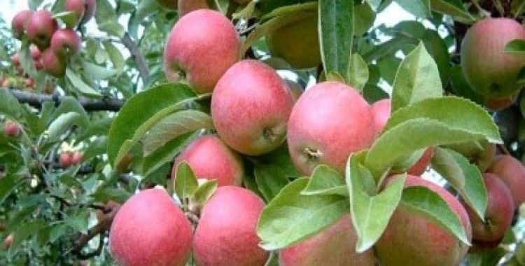 Elma bahçesinde dört mevsim elma yetişiyor